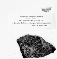 Lecanora atra image